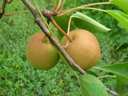孕婦能吃南國(guó)梨嗎？南國(guó)梨孕婦可以吃嗎？