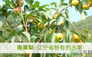 孕婦能吃南國(guó)梨嗎？南國(guó)梨孕婦可以吃嗎？