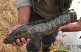 財(cái)魚是發(fā)物嗎?財(cái)魚是不是發(fā)物?