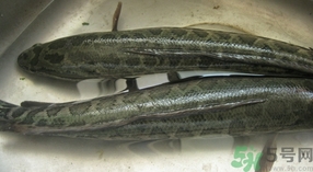 財(cái)魚是發(fā)物嗎?財(cái)魚是不是發(fā)物?