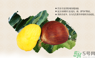 板栗和什么一起泡酒好？板栗泡酒的功效與作用有哪些？