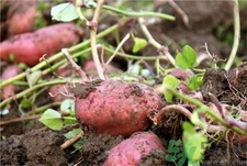 紅薯發(fā)芽了還能吃嗎?紅薯長芽有毒嗎? 紅薯發(fā)芽了還能吃嗎?紅薯長芽有毒嗎?