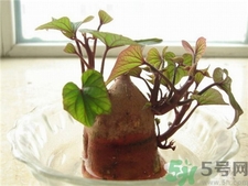 紅薯發(fā)芽了還能吃嗎?紅薯長芽有毒嗎? 紅薯發(fā)芽了還能吃嗎?紅薯長芽有毒嗎?