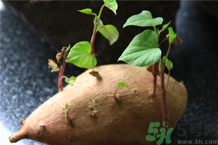 紅薯發(fā)芽了還能吃嗎?紅薯長芽有毒嗎? 紅薯發(fā)芽了還能吃嗎?紅薯長芽有毒嗎?