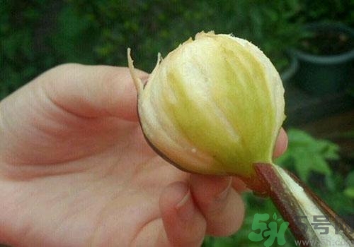 吃無花果要剝皮嗎？吃無花果皮有什么好處？