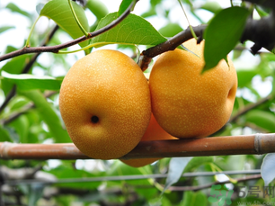 豐水梨可以煮水喝嗎？豐水梨怎么熬梨水喝？