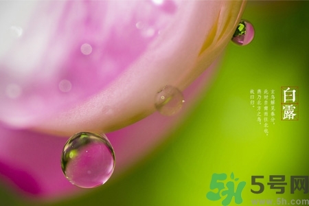 白露節(jié)吃什么？白露節(jié)的傳統(tǒng)美食有哪些？