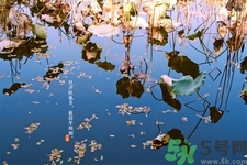 白露節(jié)吃什么？白露節(jié)的傳統(tǒng)美食有哪些？