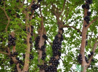 嘉寶果多少錢一斤？嘉寶果的功效和作用