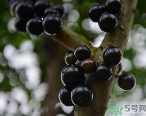 嘉寶果多少錢一斤？嘉寶果的功效和作用