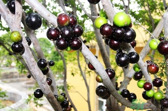 嘉寶果多少錢一斤？嘉寶果的功效和作用