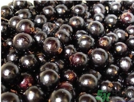 嘉寶果多少錢一斤？嘉寶果的功效和作用