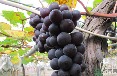 吃巨峰葡萄上火嗎？吃什么水果會(huì)上火？