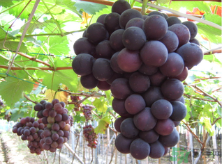 吃巨峰葡萄上火嗎？吃什么水果會(huì)上火？