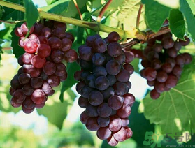 吃巨峰葡萄上火嗎？吃什么水果會(huì)上火？