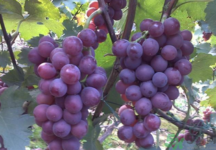 巨峰葡萄有籽嗎？巨峰葡萄有沒有籽？