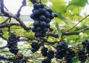 巨峰葡萄有籽嗎？巨峰葡萄有沒有籽？