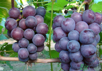 巨峰葡萄有籽嗎？巨峰葡萄有沒有籽？