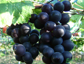 巨峰葡萄有籽嗎？巨峰葡萄有沒有籽？