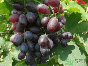 玫瑰香葡萄幾月份成熟？玫瑰香葡萄什么時(shí)候熟？