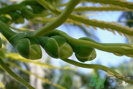 檳榔致癌嗎？檳榔對(duì)身體有什么影響嗎？