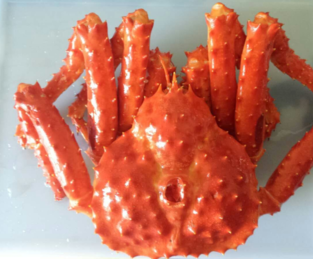 智利帝王蟹怎么吃？智利帝王蟹好吃嗎？