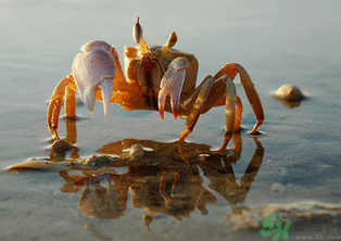 河蟹怎么保存？?活河蟹怎么保存？