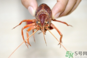 活蝦怎么處理干凈蝦線(xiàn)？活蝦怎么去蝦線(xiàn)？