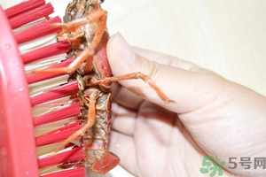 活蝦怎么處理干凈蝦線(xiàn)？活蝦怎么去蝦線(xiàn)？