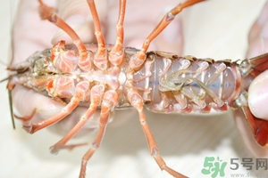 活蝦怎么處理干凈蝦線(xiàn)？活蝦怎么去蝦線(xiàn)？