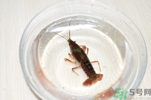 活蝦怎么處理干凈蝦線(xiàn)？活蝦怎么去蝦線(xiàn)？