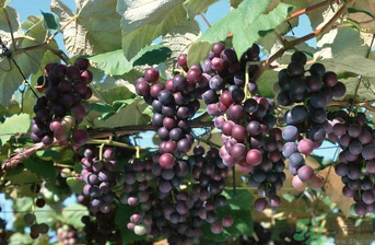 巨峰葡萄可以釀酒嗎？巨峰葡萄怎么做葡萄酒？