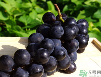 巨峰葡萄可以釀酒嗎？巨峰葡萄怎么做葡萄酒？