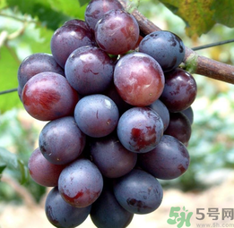 巨峰葡萄怎么有酒味？葡萄有酒味還能吃嗎？