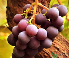 巨峰葡萄怎么有酒味？葡萄有酒味還能吃嗎？