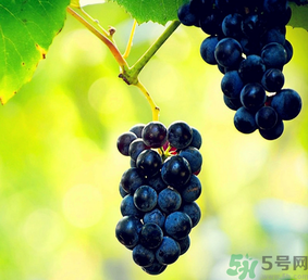巨峰葡萄怎么有酒味？葡萄有酒味還能吃嗎？