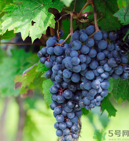 巨峰葡萄怎么有酒味？葡萄有酒味還能吃嗎？