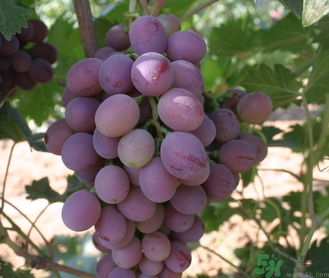 巨峰葡萄怎么打崔紅藥？葡萄怎么崔紅？