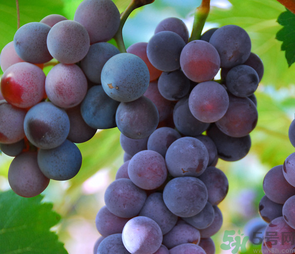 巨峰葡萄怎么打崔紅藥？葡萄怎么崔紅？