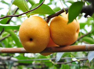 豐水梨的營養(yǎng)價值 豐水梨的功效與作用 豐水梨的營養(yǎng)價值 豐水梨的功效與作用