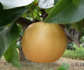 豐水梨的營養(yǎng)價值 豐水梨的功效與作用 豐水梨的營養(yǎng)價值 豐水梨的功效與作用