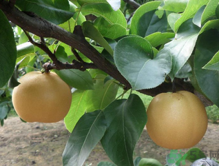 豐水梨的營養(yǎng)價值 豐水梨的功效與作用 豐水梨的營養(yǎng)價值 豐水梨的功效與作用