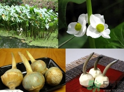 孕婦可以吃慈姑嗎?孕婦吃茨菇會怎么樣? 孕婦可以吃慈姑嗎?孕婦吃茨菇會怎么樣?