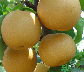 豐水梨和皇冠梨哪個(gè)好？豐水梨和皇冠梨的區(qū)別