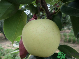 豐水梨和皇冠梨哪個(gè)好？豐水梨和皇冠梨的區(qū)別