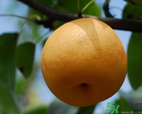 豐水梨和皇冠梨哪個(gè)好？豐水梨和皇冠梨的區(qū)別