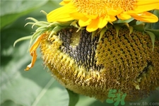 葵瓜子的營養(yǎng)價值 葵瓜子的功效與作用 葵瓜子的營養(yǎng)價值 葵瓜子的功效與作用