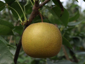 孕婦能吃豐水梨嗎？豐水梨孕婦可以吃嗎？