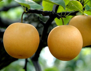 孕婦能吃豐水梨嗎？豐水梨孕婦可以吃嗎？