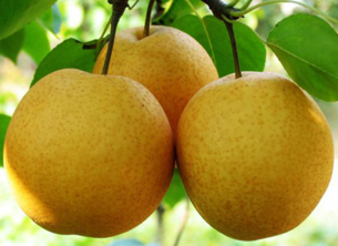 孕婦能吃豐水梨嗎？豐水梨孕婦可以吃嗎？